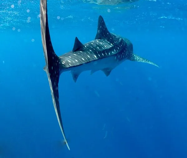 A whale shark swimming below the surface off Pondicherry